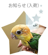 BIRD SHOPくるみの小鳥紹介