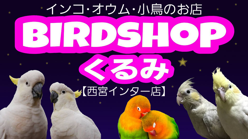 兵庫西宮にある小さな小鳥店 BIRD SHOPくるみ 西宮インターでは、大型オウム ・中型インコ・小型インコを中心に販売しております。