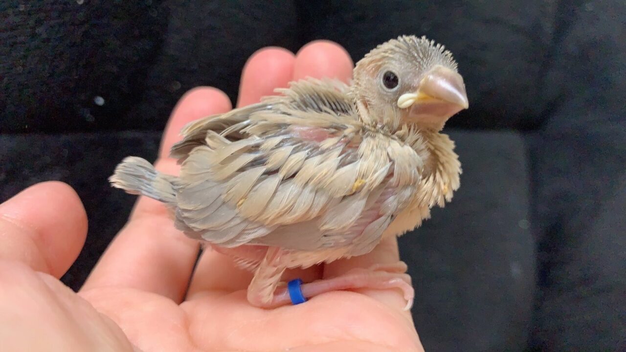 文鳥雛（レアカラー）など | インコ、オウム、小鳥｜BIRD SHOP