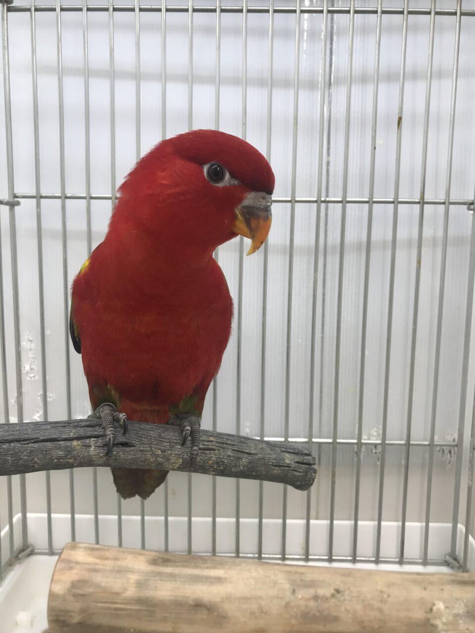 ローリー、小桜インコ、ボタン、モモイロインコ等入荷してます