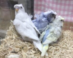 羽衣セキセイインコ、オキナインコ、ウロコインコ等