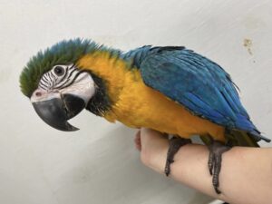 ルリコンゴウインコ、シロハラインコ、ウロコインコ、サザナミインコ、オカメインコ、キンカチョウ、文鳥等