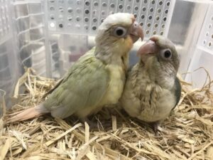 ウロコインコ、コガネメキシコ、大型セキセイ、オカメインコ、ヨウム等入荷してます