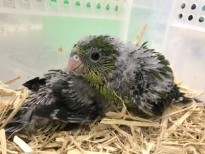 サザナミインコ、文鳥、オカメインコ、コガネメキシコインコ、ウロコインコ等