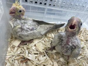 オカメインコ、ウロコインコ雛等