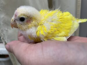 キガシラアオハシインコ、ヒムネキキョウインコ、オカメインコ等