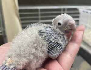 ウロコインコ、コザクラインコ、秋草インコ、オカメインコ、セキセイインコ等