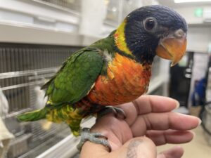 ゴシキセイガイインコ、コザクラインコ、モモイロインコ等