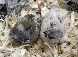 キンカチョウ、セキセイインコ、コザクラインコ、オカメインコ等