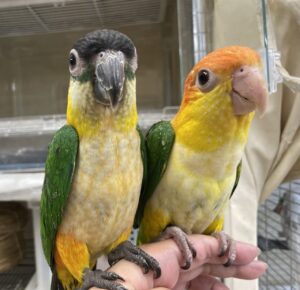 シロハラインコ、コミドリコンゴウインコ、オオハナインコ、ゴシキセイガイインコ、オカメインコ等